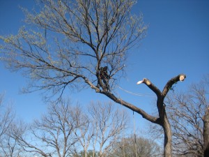 Dallas Tree Removal Service