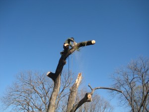 Dallas Tree Removal Service