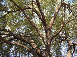 Tree Pruning in Dallas - After