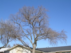 Mistletoe Removal Dallas - After