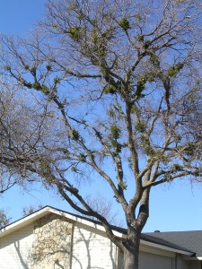 Mistletoe Removal Dallas - Before