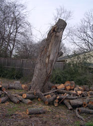 Dallas Tree Removal - Before