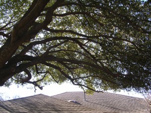 Tree Pruning Services Dallas - After