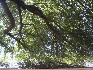 Tree Pruning Services Dallas - Before