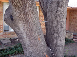 Tree Services Dallas - cracked base before